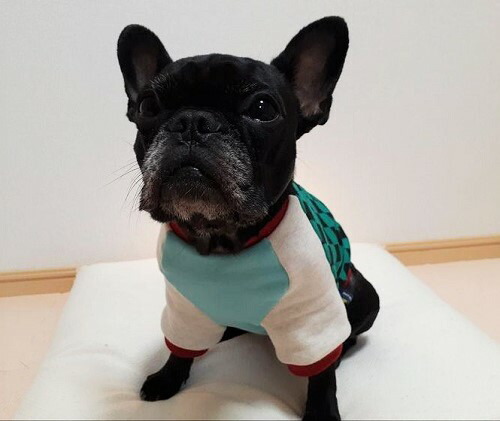 Msize ハートワッフルラグランmintフレブル服 パグ服 ハンドメイド犬服