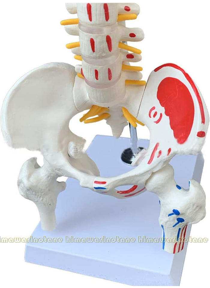 楽天市場】脊椎模型 45cm 85cm 可動式 脊椎骨盤模型 人体模型 実物大