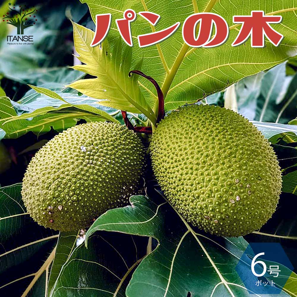 楽天市場】【ポイントUP☆マラソン期間】パンの木 ( パンノキ ) 果樹の