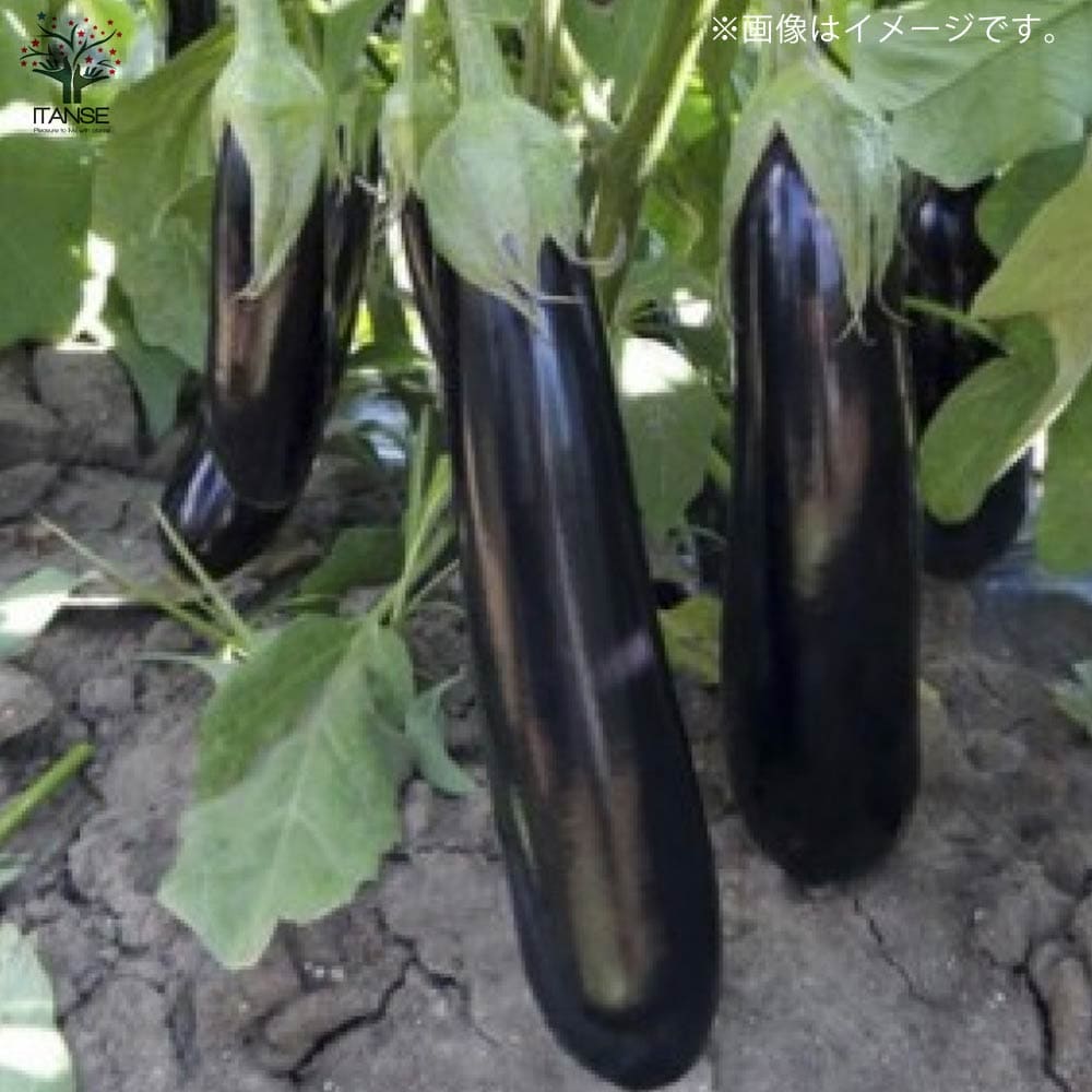 楽天市場】【ポイントUP☆マラソン期間】すずなりトロトロなすの苗