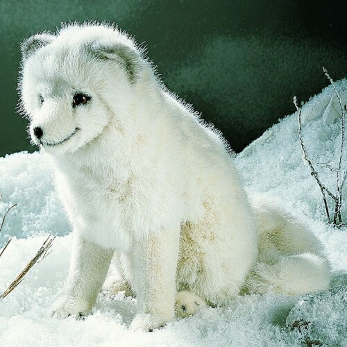 楽天市場】ケーセン ぬいぐるみ Kosen ホッキョクギツネ（お座り