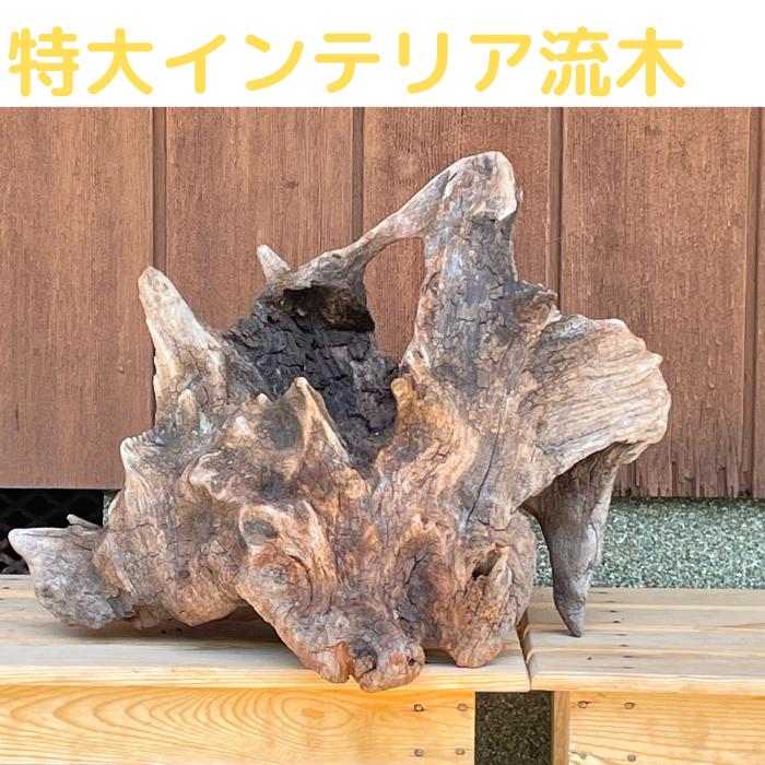 限定品 特大 XXLサイズ 厳選ホーンウッド 大型流木！検 ADA 水草67