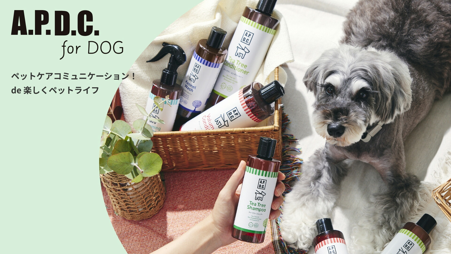 楽天市場】【送料無料】APDC ティーツリーシャンプー&コンディショナー