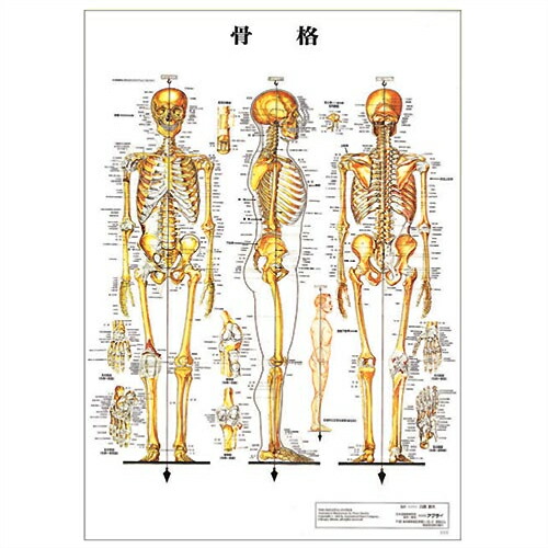 人体神経系統図 パネル3枚と整体幕 人体神経系統図パネル 自律 医道の