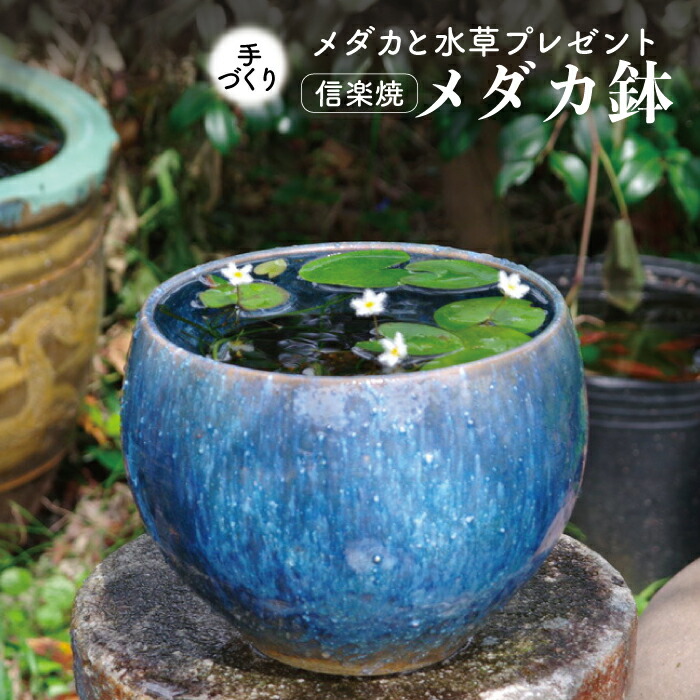 楽天市場】信楽焼 睡蓮鉢 陶器 メダカ鉢 ブルーガラス 丸水鉢8号（24cm