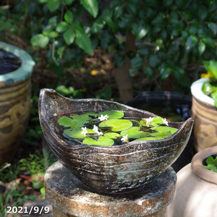 変形型 睡蓮鉢
