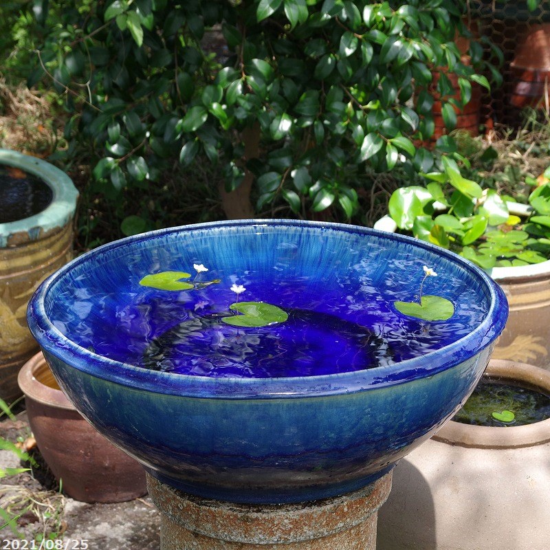 信楽焼 メダカ鉢 睡蓮鉢 水鉢 トップ 直径44cm 信楽焼 メダカ鉢 睡蓮