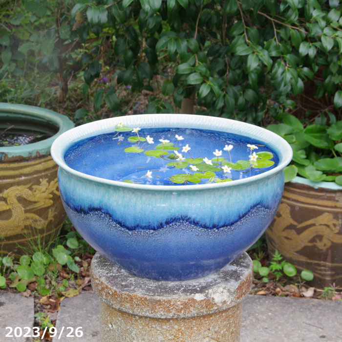 信楽焼】メダカ鉢直径46cm