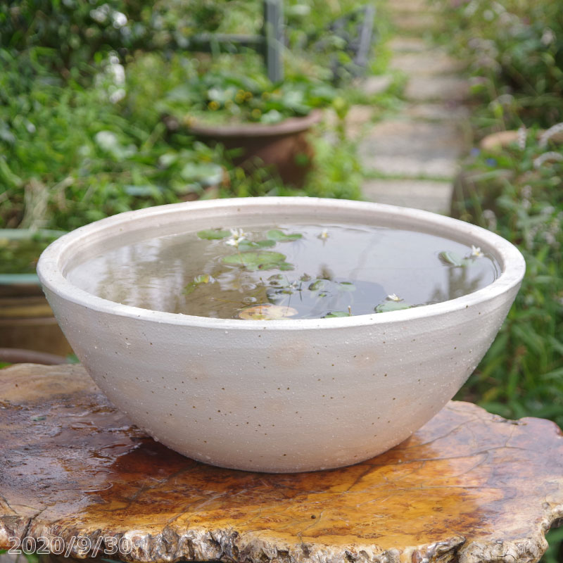 睡蓮鉢 メダカ鉢 大鉢 睡蓮鉢（ホワイト） メダカ鉢金魚鉢 陶器陶器鉢大