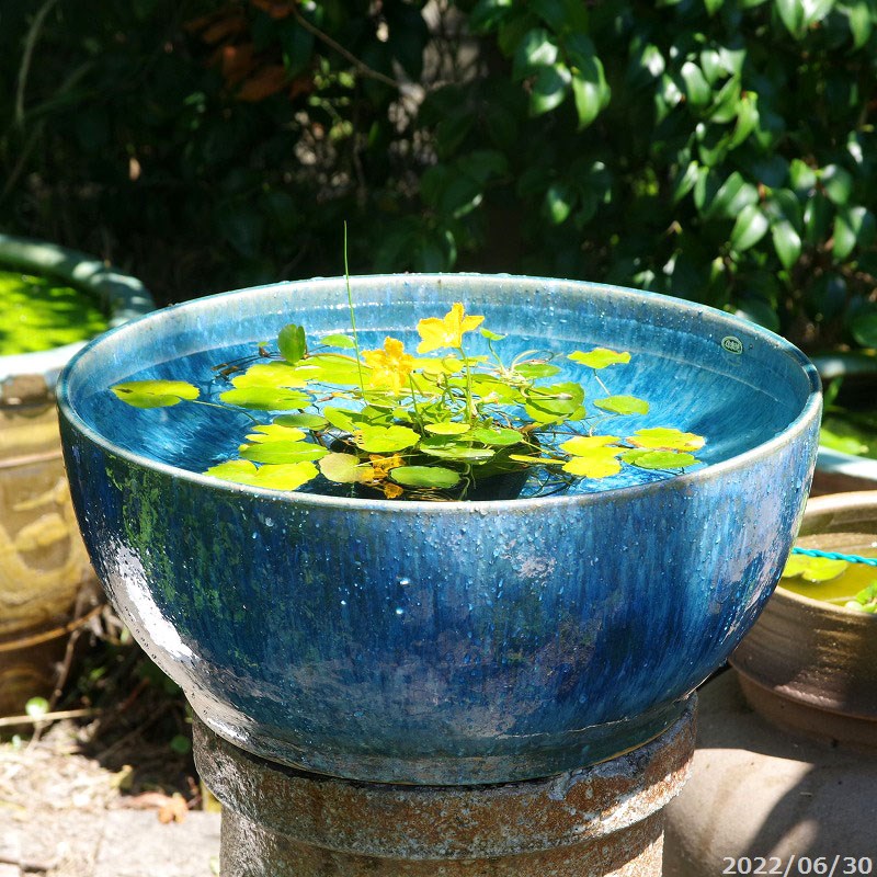 信楽焼手作りめだか鉢水連鉢ビオトープ直径50〜52㌢