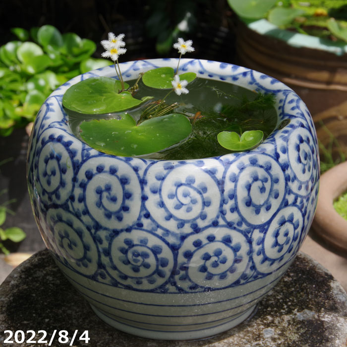 睡蓮鉢 陶器製 アンティーク 大型 水鉢 最新 火鉢 メダカ鉢 金 睡蓮鉢