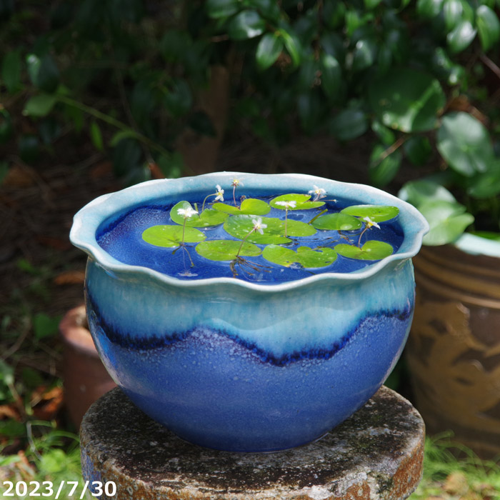 睡蓮鉢 陶器製 アンティーク 大型 水鉢 最新 火鉢 メダカ鉢 金 睡蓮鉢