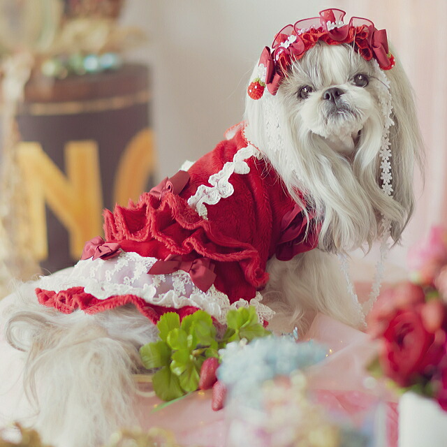 楽天市場】犬服 冬いちごスウィートアップワンピース 秋 冬服 冬ワンピ