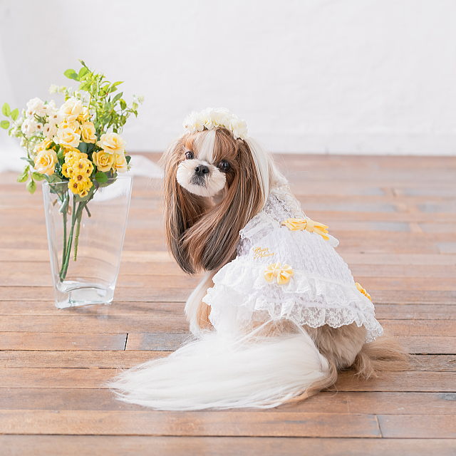 楽天市場】犬服 夏 きゃんナナ サマーレースワンピース ドレス お姫様