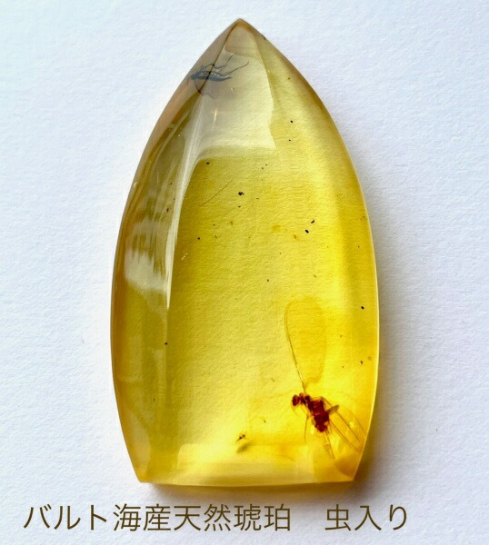 オーストラリア産】ゴキブリ入り！天然琥珀(アンバー)