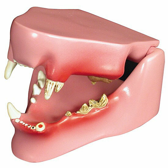 楽天市場】猫 歯 顎 模型 動物模型 OM-GP-9190 GPI Anatomicals 歯周病
