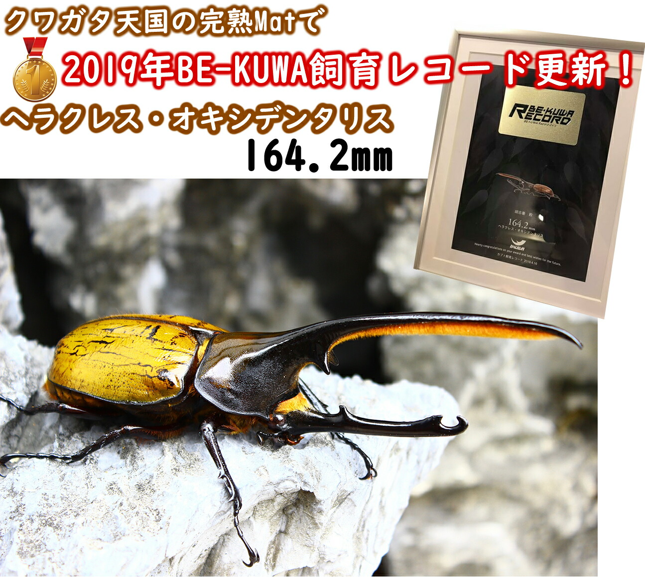 楽天市場】【完熟Mat100L】カブトムシの産卵・幼虫飼育幼虫の餌（えさ