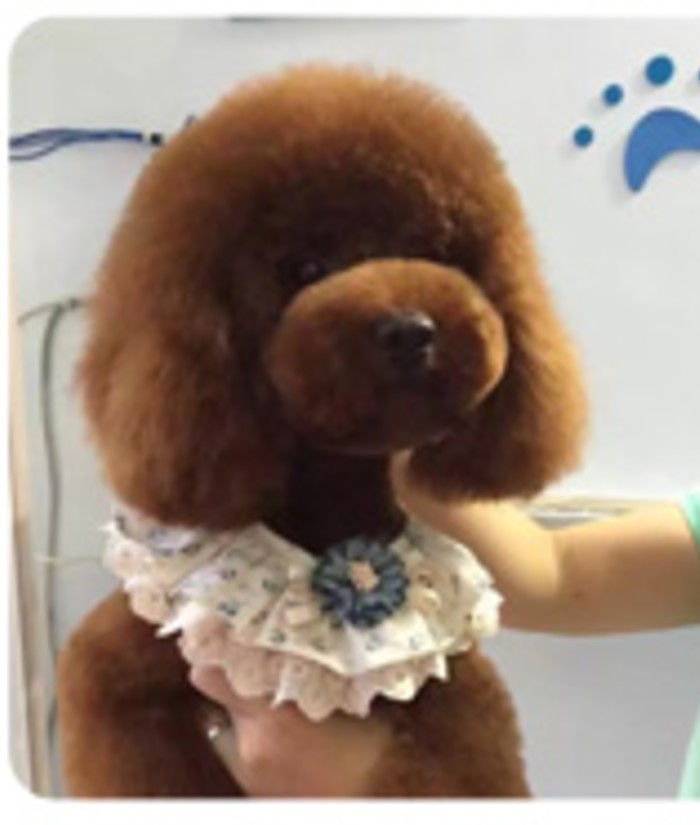 楽天市場】とっても可愛いおしゃれなつけ襟 犬＆猫 レース コサージュ