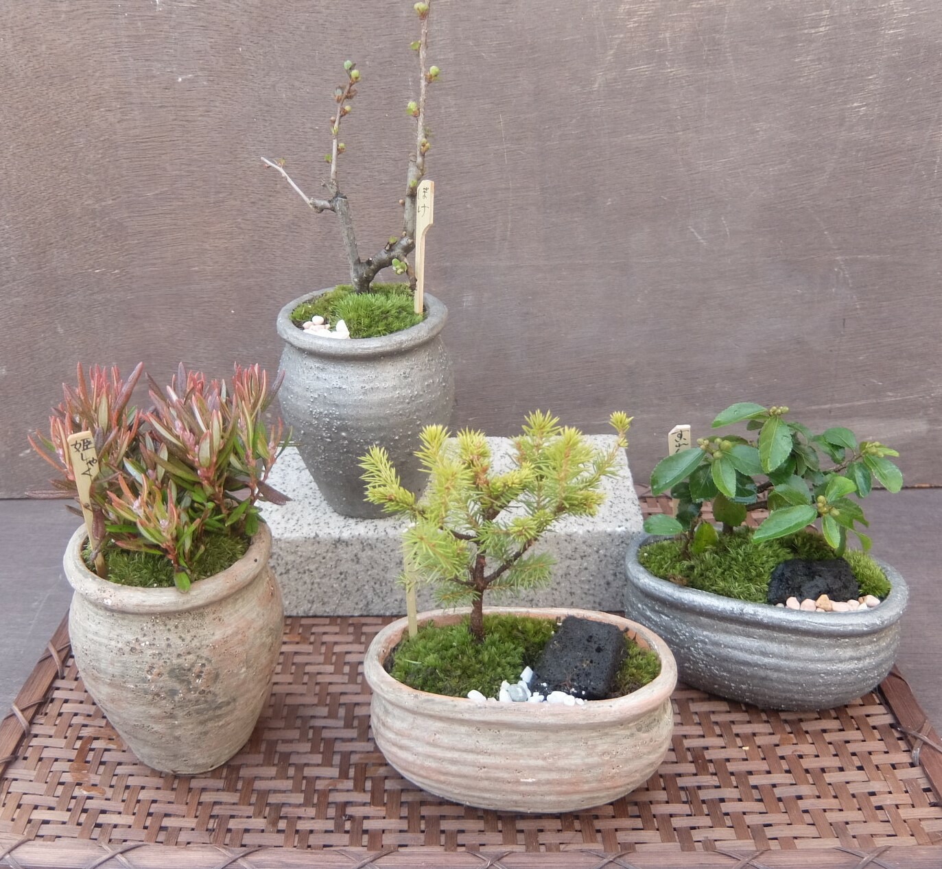 377 盆栽 盆栽鉢 植木鉢 和鉢 燿山 4鉢 377 盆栽 盆栽鉢 植木鉢 和鉢
