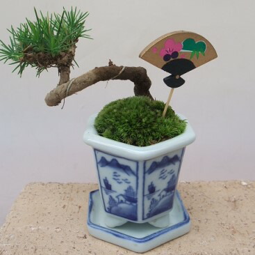 738.正方鉢 小品盆栽鉢 盆栽鉢 植木鉢 9.4*9.3*6cm 738.正方鉢 小品