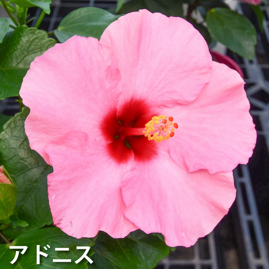 楽天市場】【超特価セール！】 ハイビスカス ハイビスキュース NEW