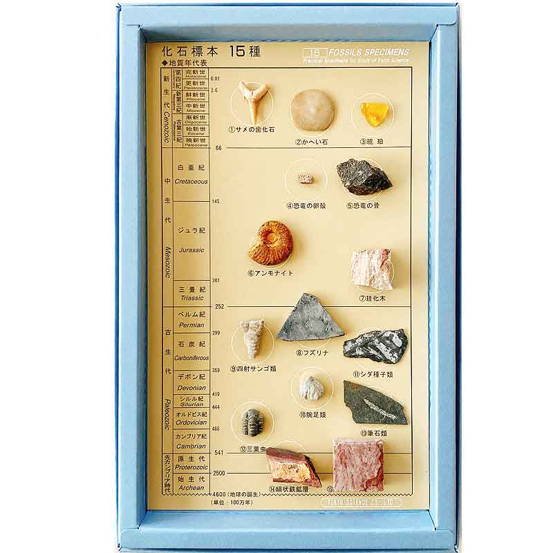 化石 標本 アンモナイト 極厚 希少種 【公式通販】