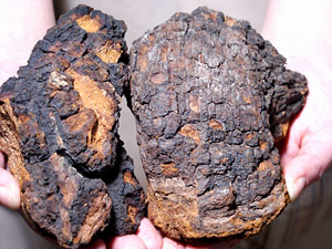 楽天市場】カバノアナタケ茶（かばのあなたけ茶）北海道産！チャーガ茶