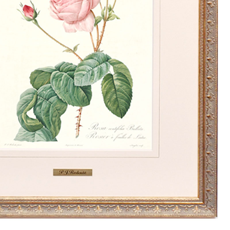 楽天市場】絵画 インテリア ルドゥーテ ローズ 絵額 複製画 『 バラ