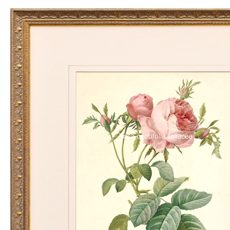 楽天市場】絵画 インテリア ルドゥーテ ローズ 絵額 複製画 『 バラ