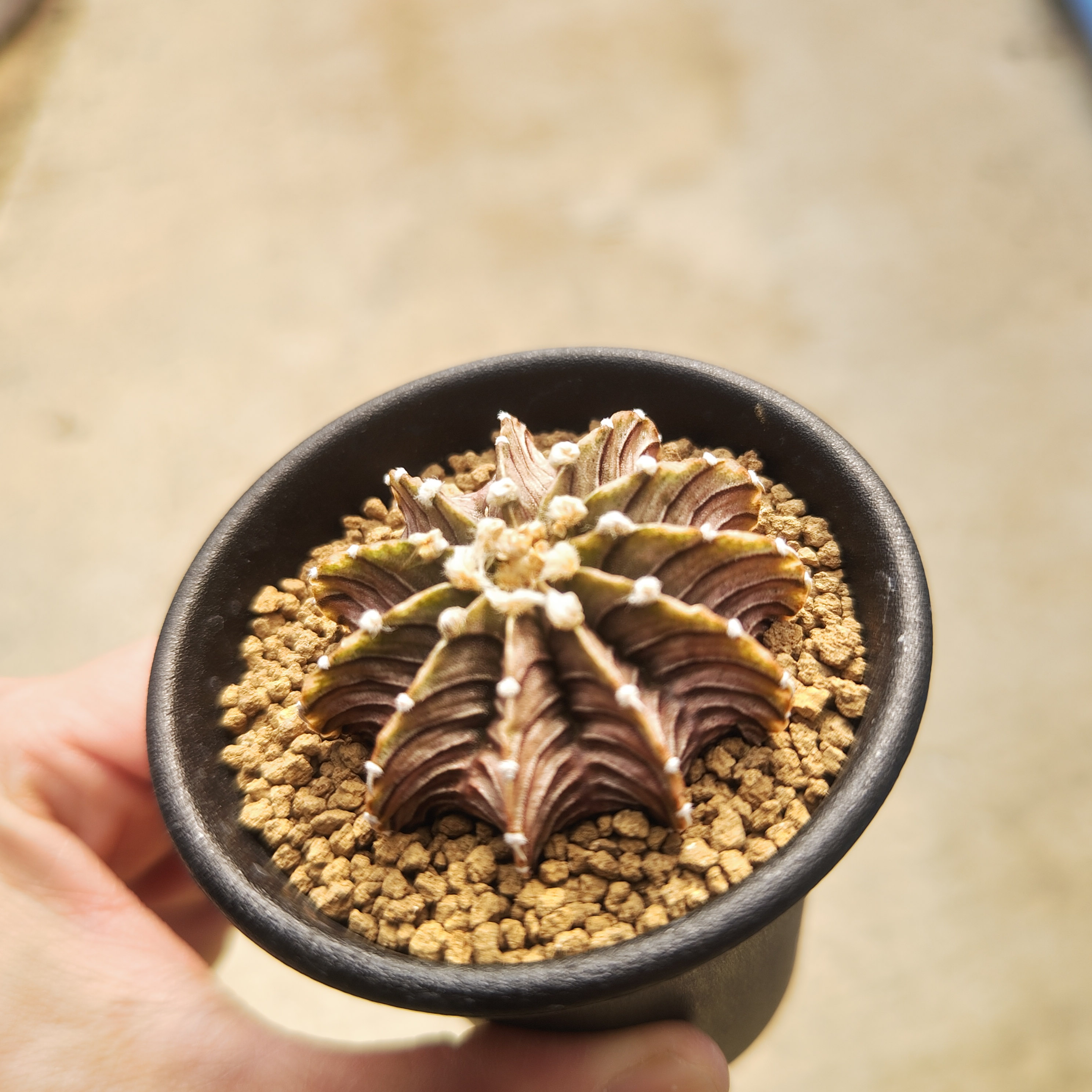 行董 現代作家 KIM HONO キム ホノ まとめ 金憲鎬 織部焼 食器 皿 工芸品