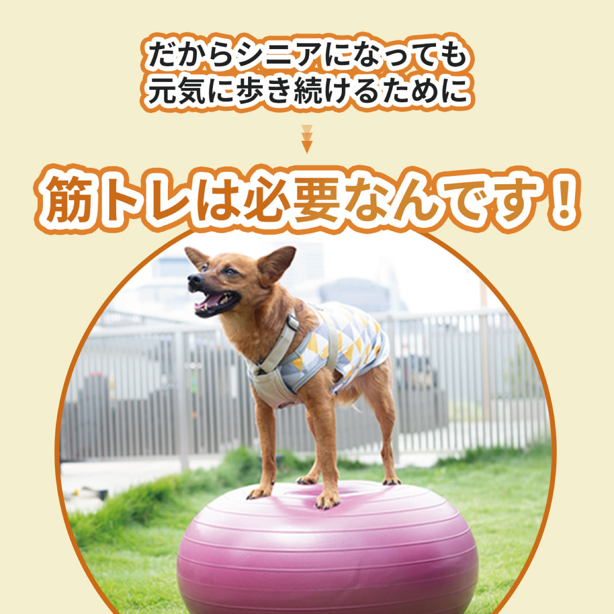 楽天市場】【ランキング1位！】犬用バランスボール アプリアドーナッツ