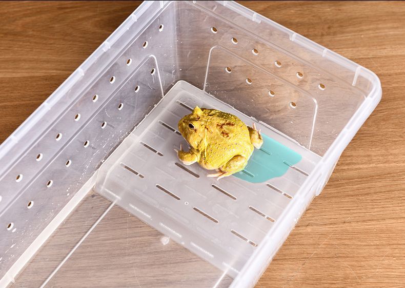 楽天市場】送料無料 飼育ケース プラスチックケース プラケース 両生類