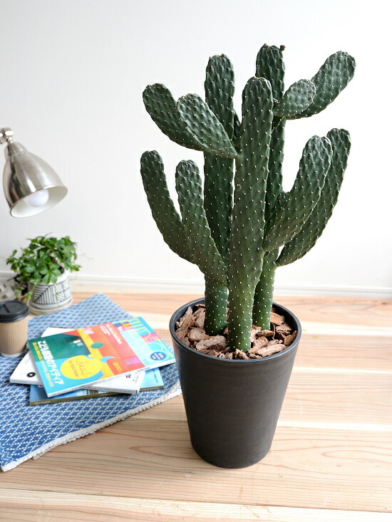 楽天市場】サボテン （ウチワサボテン） 3F 黒色 セラアート鉢 8号