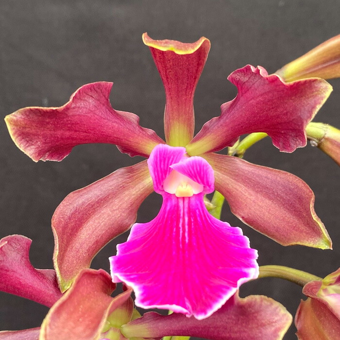 アデノシン 除去ガーディアン ランデスドラゴン アデノシン 除去