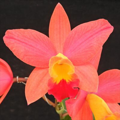 楽天市場】洋ラン【開花見込株】ミニカトレア ロング ライフ キラ