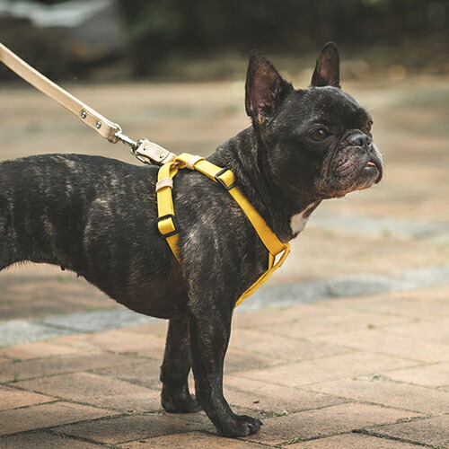 楽天市場】QUCHITAP（クチタプ） CEBONNERコレクション ハーネス(胴輪