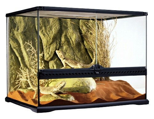 楽天市場】○【エキゾテラ】グラステラリウム 6045 EXOTERRA【ケージ