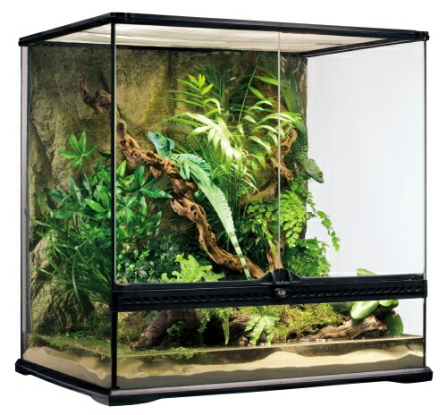 楽天市場】○【エキゾテラ】グラステラリウム 6060 EXOTERRA【ケージ