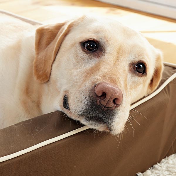 楽天市場】抗菌防臭スマートスクエアベッド 防水 S 幅70×奥行50×高さ