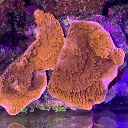 ウスコモンサンゴ レッド 2つセット ウスコモンサンゴレッド2つセット