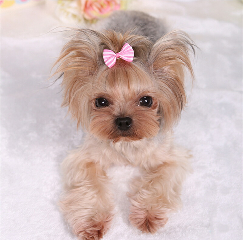 楽天市場】4点セット 犬 ヘアアクセサリー アクセサリー お出掛け