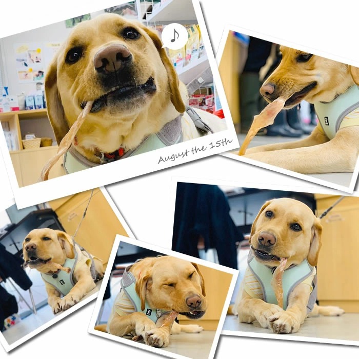 楽天市場】馬アキレス ロング 薄め 1kg（500g×2） 約40本入 【国内