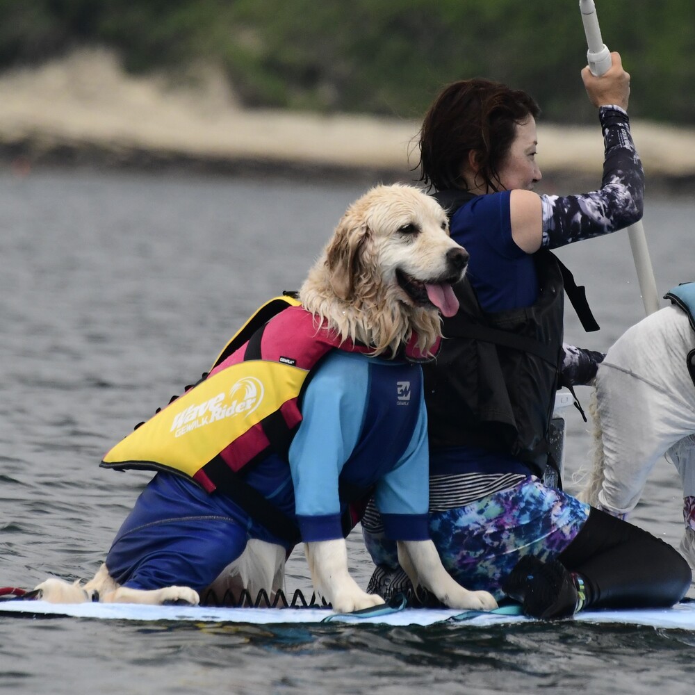 楽天市場】【GEWALK ジウォーク】GW ウェーブ ライダー エコ 2024年