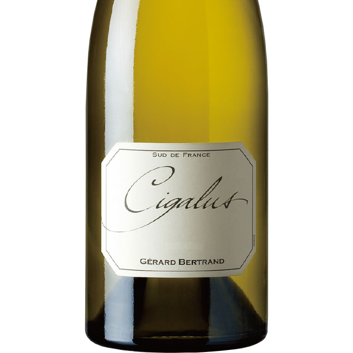 楽天市場】【ピーロート公式】シガリュス ブラン 3本セット ( 2022