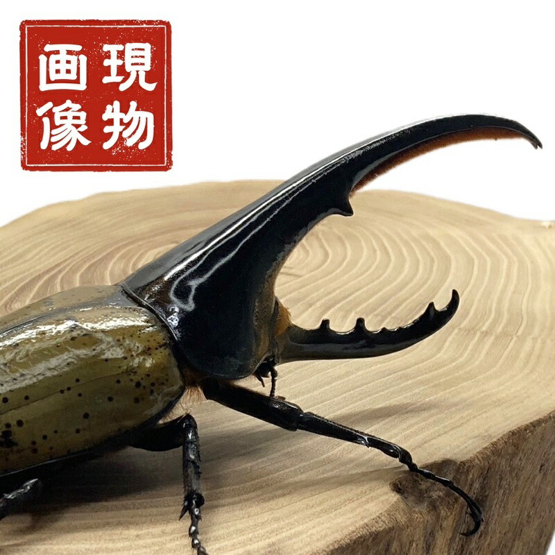 楽天市場】ヘラクレスオオカブト 【ヘラクレスヘラクレス】 オス単品