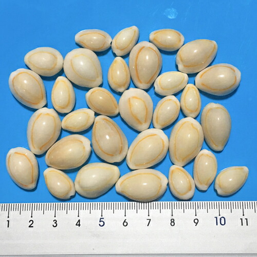 楽天市場】ハナビラタカラガイ（ツヤあり） : 沖縄サトウキビ畑