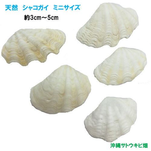 楽天市場】天然 シャコガイの貝殻(シャコ貝) ミニサイズ 約3cm～5cm