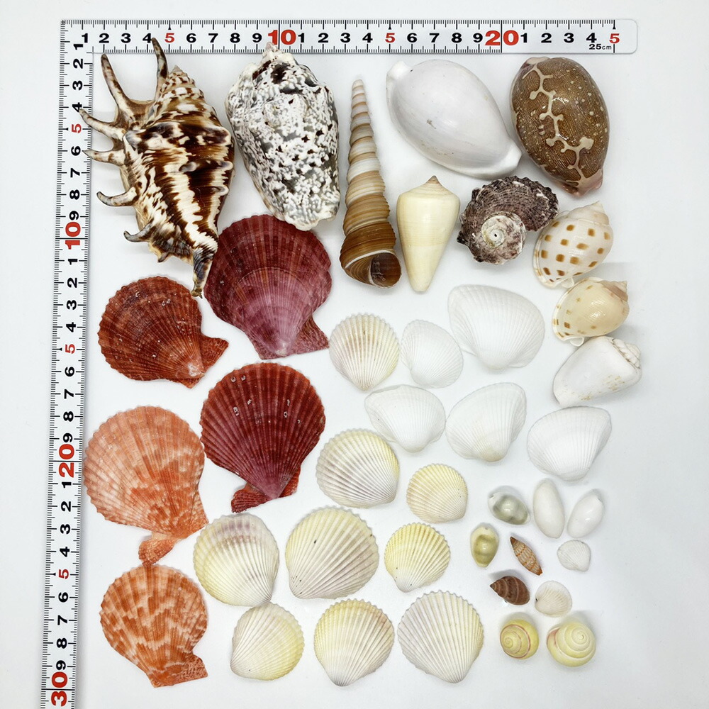 楽天市場】貝殻(貝がら)セット40個 シェルミックス : 沖縄サトウキビ畑