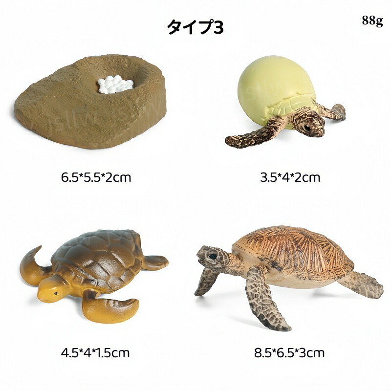 楽天市場】ウミガメ&リクガメの成長サイクル模型 リアル動物模型