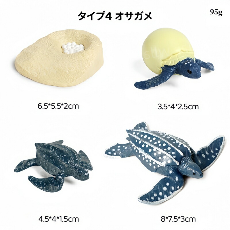 楽天市場】ウミガメ&リクガメの成長サイクル模型 リアル動物模型